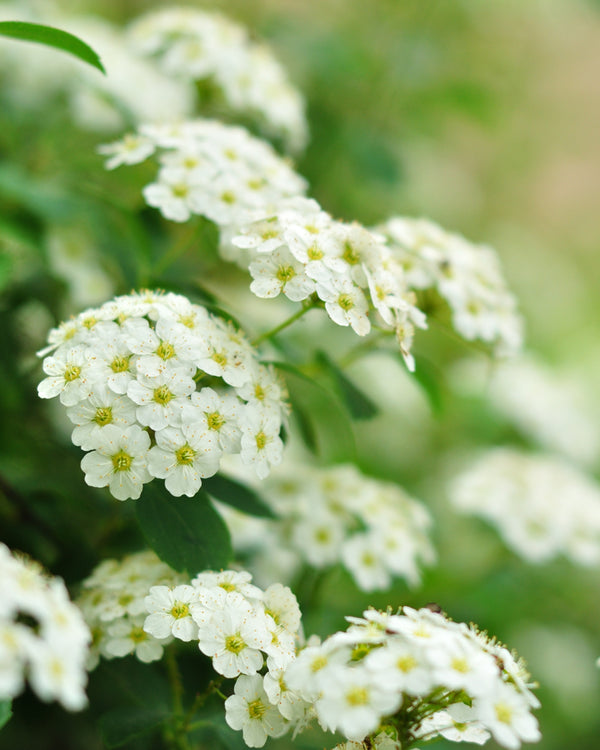 Nannyberry Viburnum