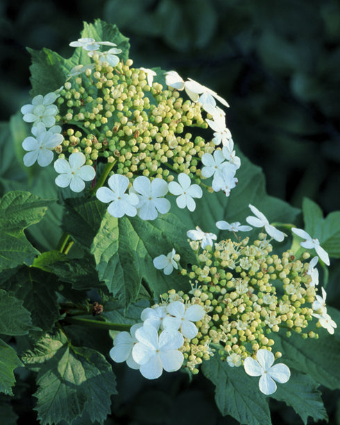 American Cranberrybush