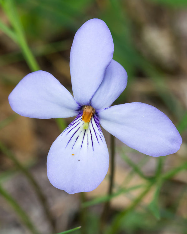 Bird's Foot Violet