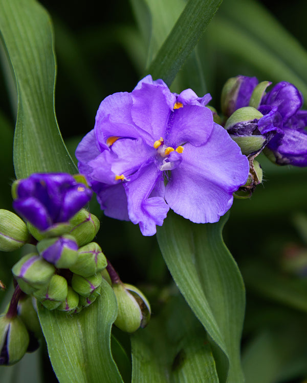 Virginia Spiderwort