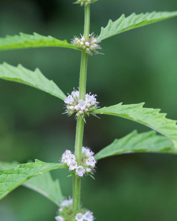 Water Horehound