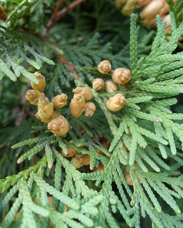 White Cedar