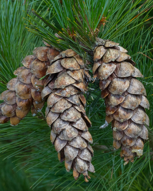 White Pine