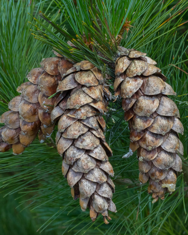 White Pine