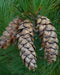 White Pine