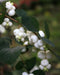 White Snow Berry