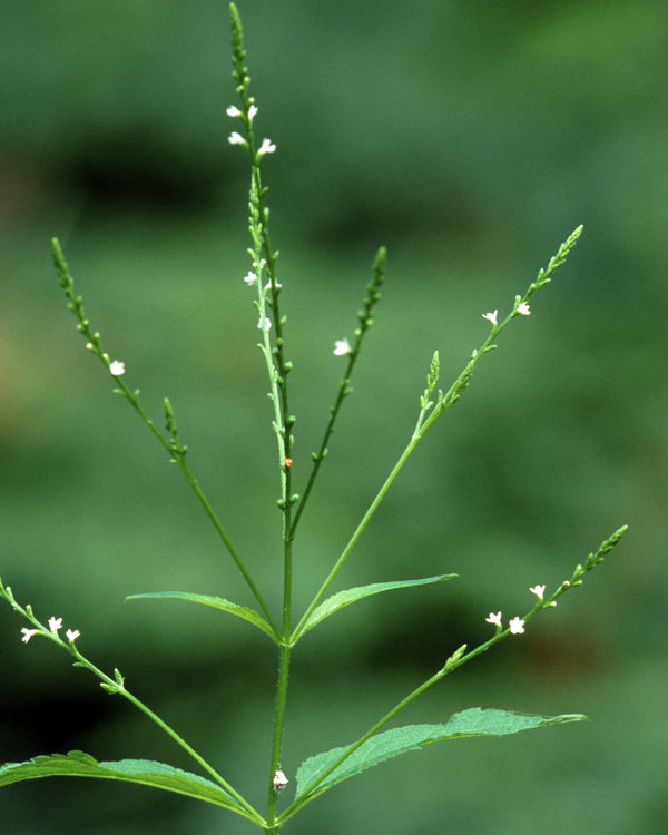 White Vervain