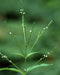 White Vervain