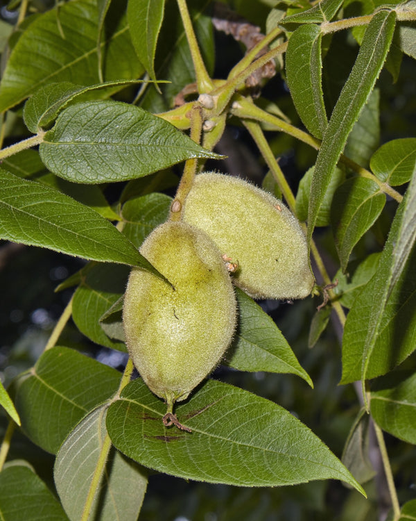 White Walnut