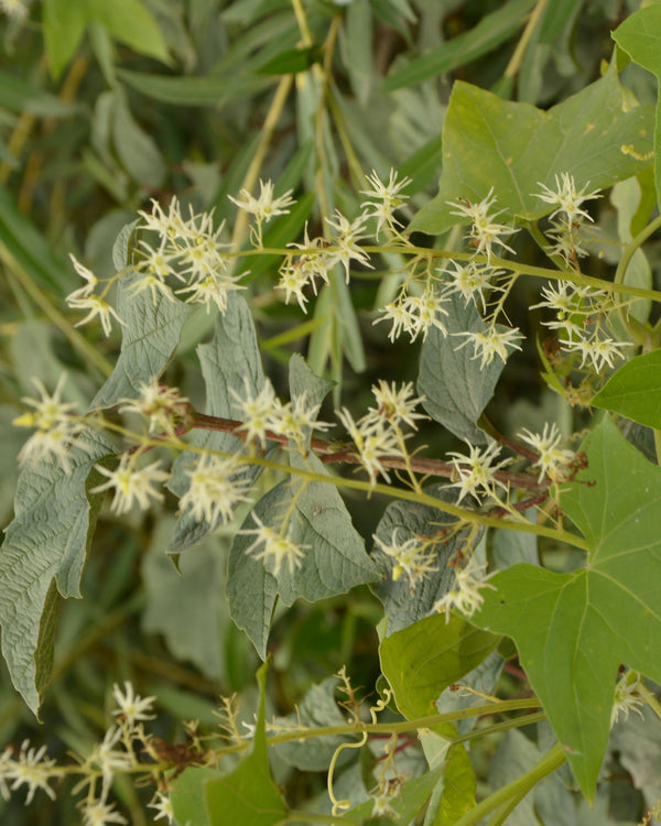 Wild Cucumber