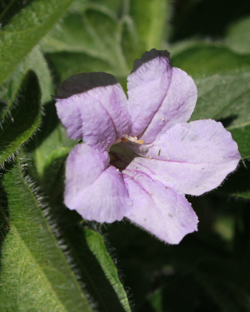 Wild Petunia