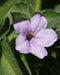 Wild Petunia