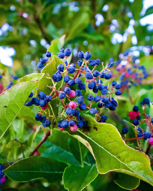 Wild Raisin