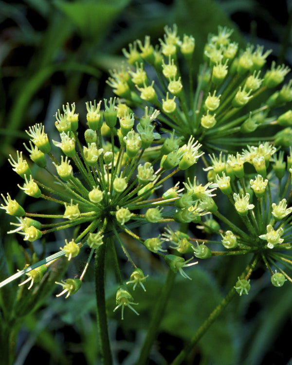 Wild Sarsaparilla