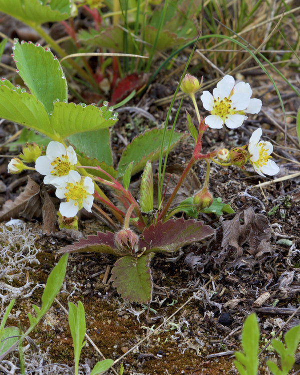 Wild Strawberry