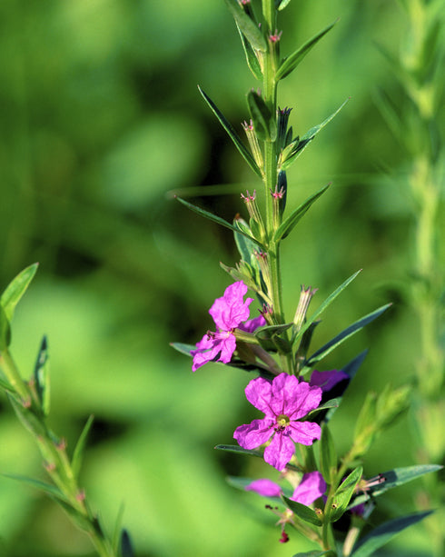 Winged Loosestrife