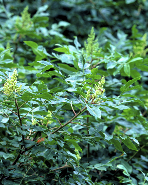 Winged Sumac