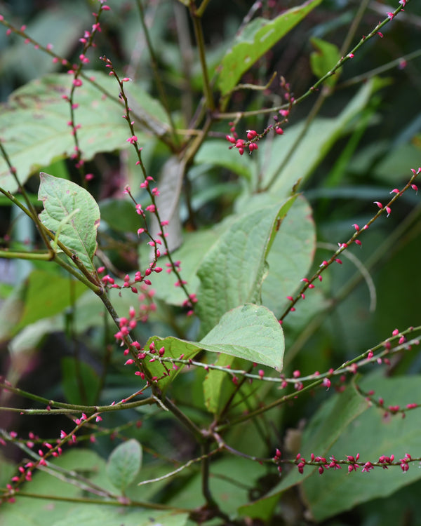 Woodland Knotweed