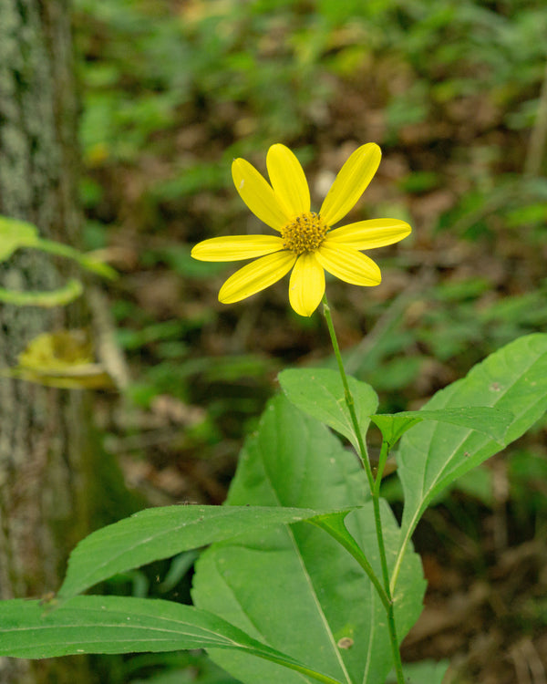 Woodland Sunflower