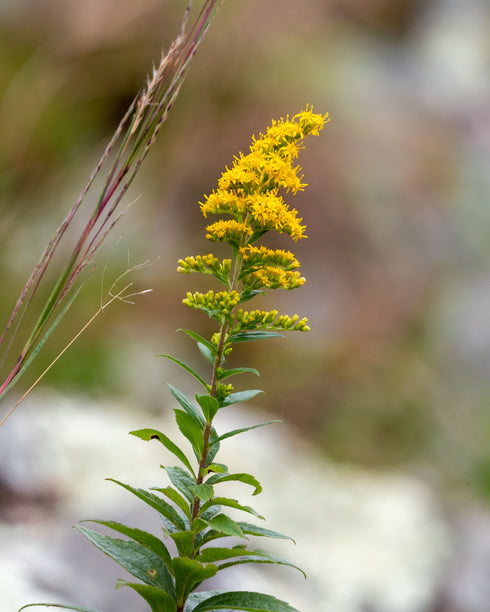 Wrinkle-leaf Goldenrod