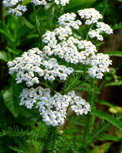 Yarrow