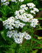 Yarrow