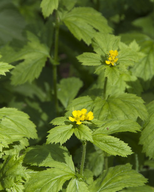 Yellow Avens