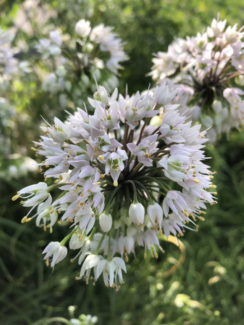 Nodding Onion