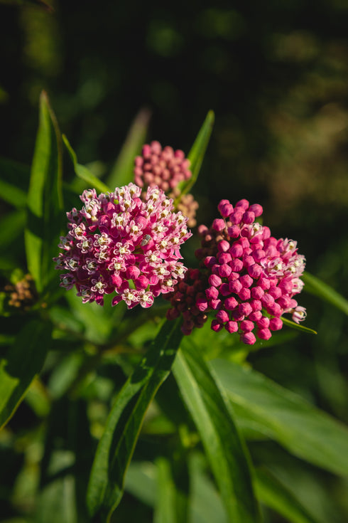 Swamp Milkweed