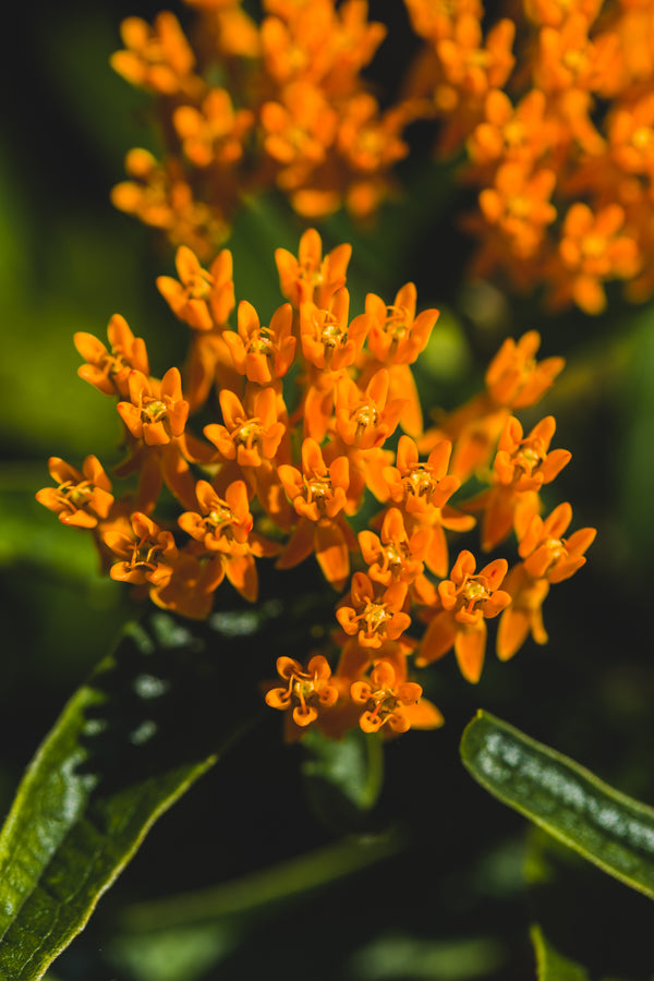 Butterfly Milkweed