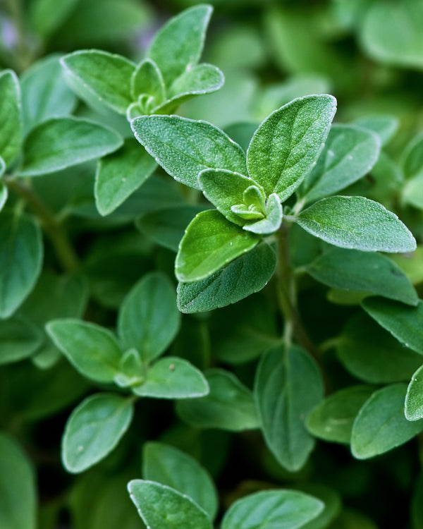 Oregano 'Greek'