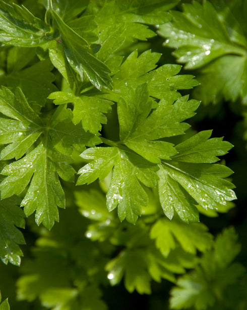 Parsley 'Giant of Italy'