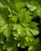 Parsley 'Giant of Italy'