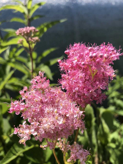 Queen of the Prairie