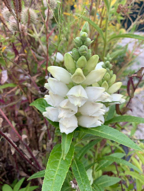 White Turtlehead