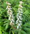 Nodding Lady's Tresses Orchid