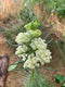 Whorled Milkweed