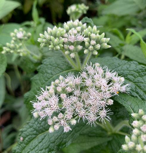 Boneset