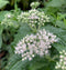 Boneset