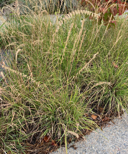 Side-oats Grama