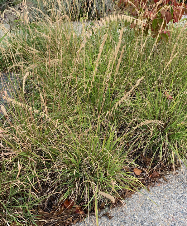 Side-oats Grama