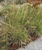 Side-oats Grama