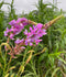 Showy Tick Trefoil