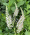Culver's Root