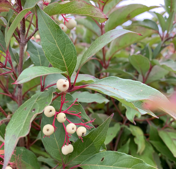 Gray Dogwood