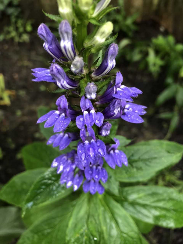 Great Blue Lobelia