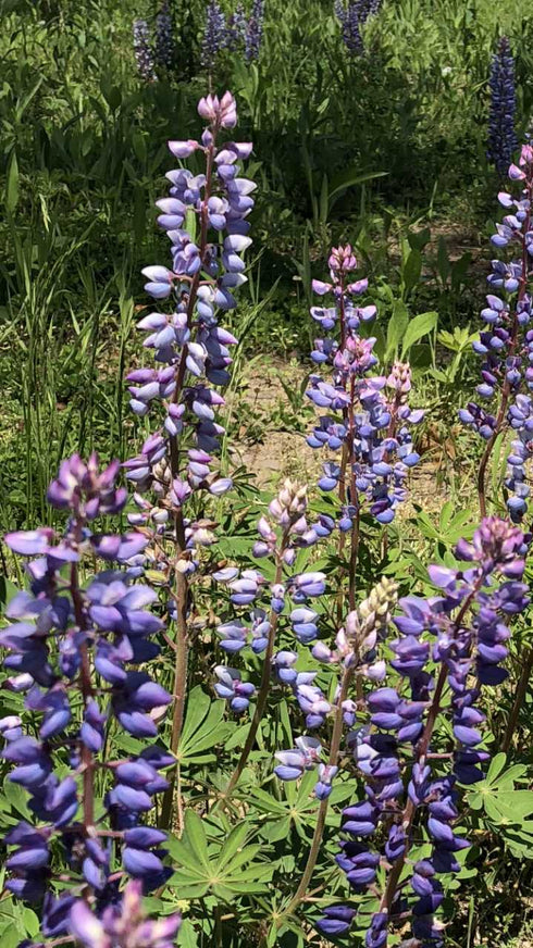 Wild Lupine