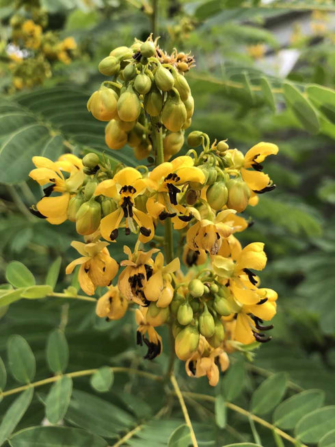 Wild Senna