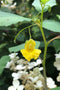 Yellow Jewelweed