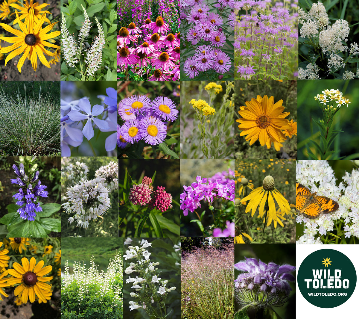 Native Garden Kit Wild Toledo Native Plants Sales